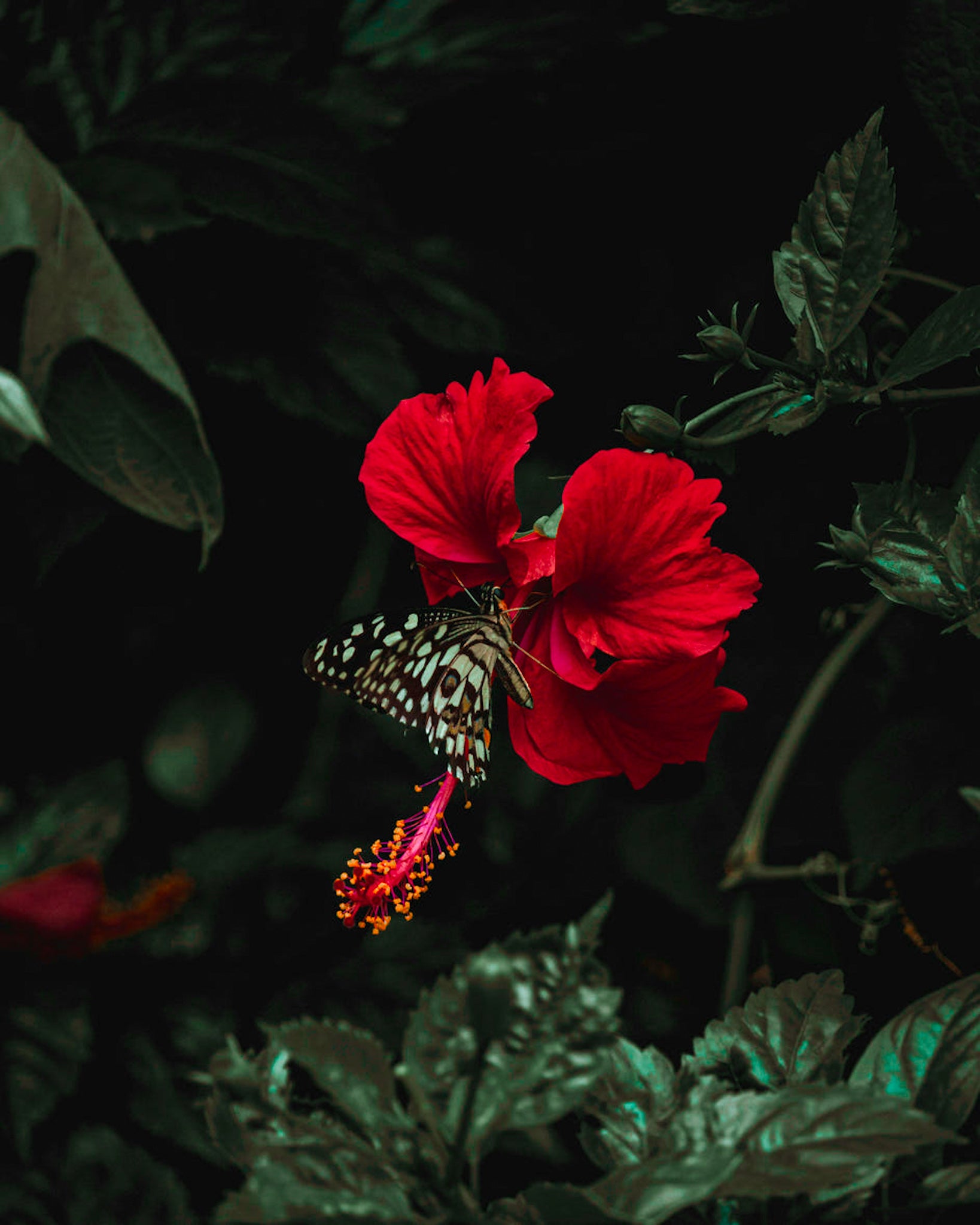 Hibiscus
