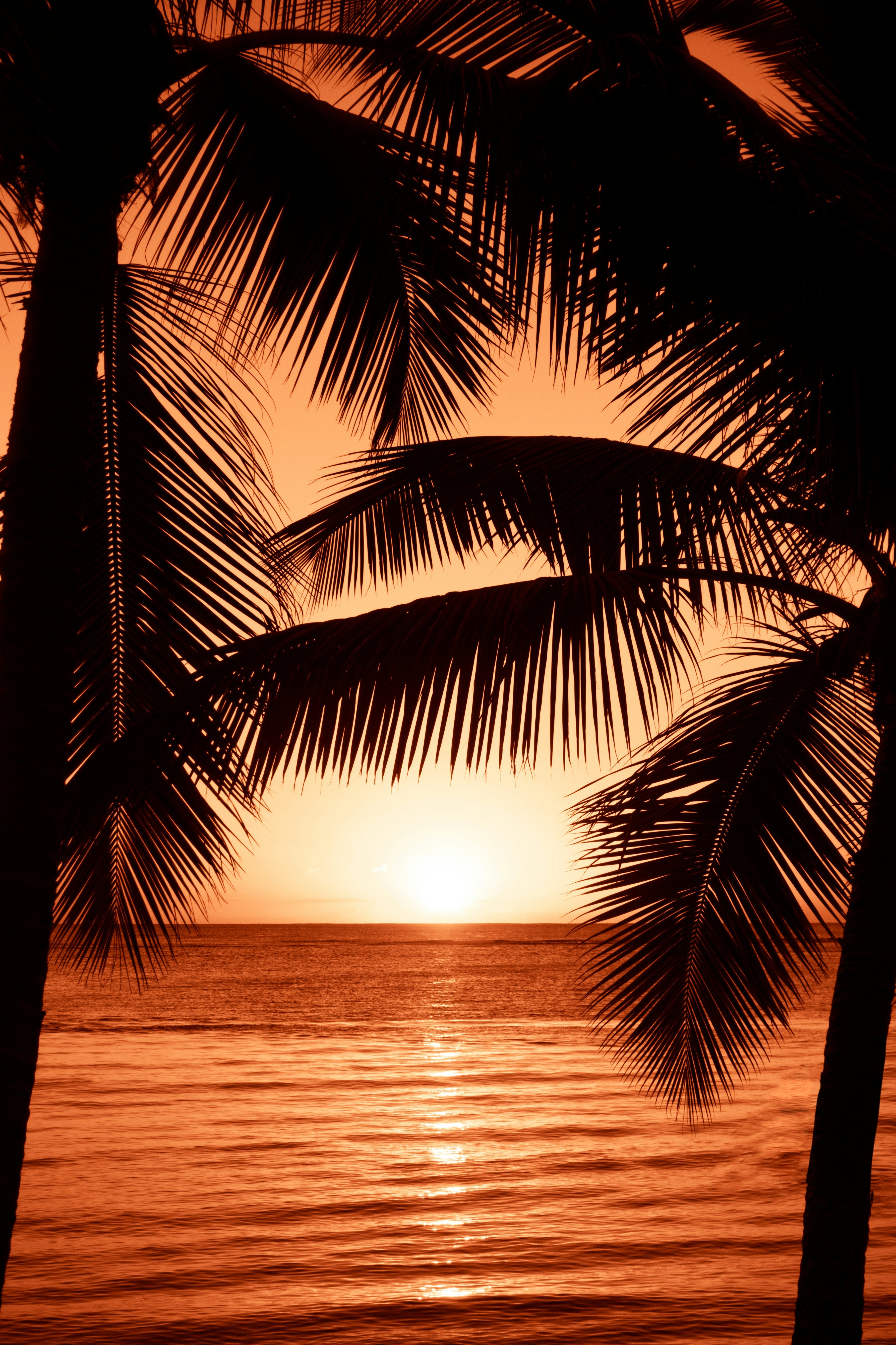Bronze Glow