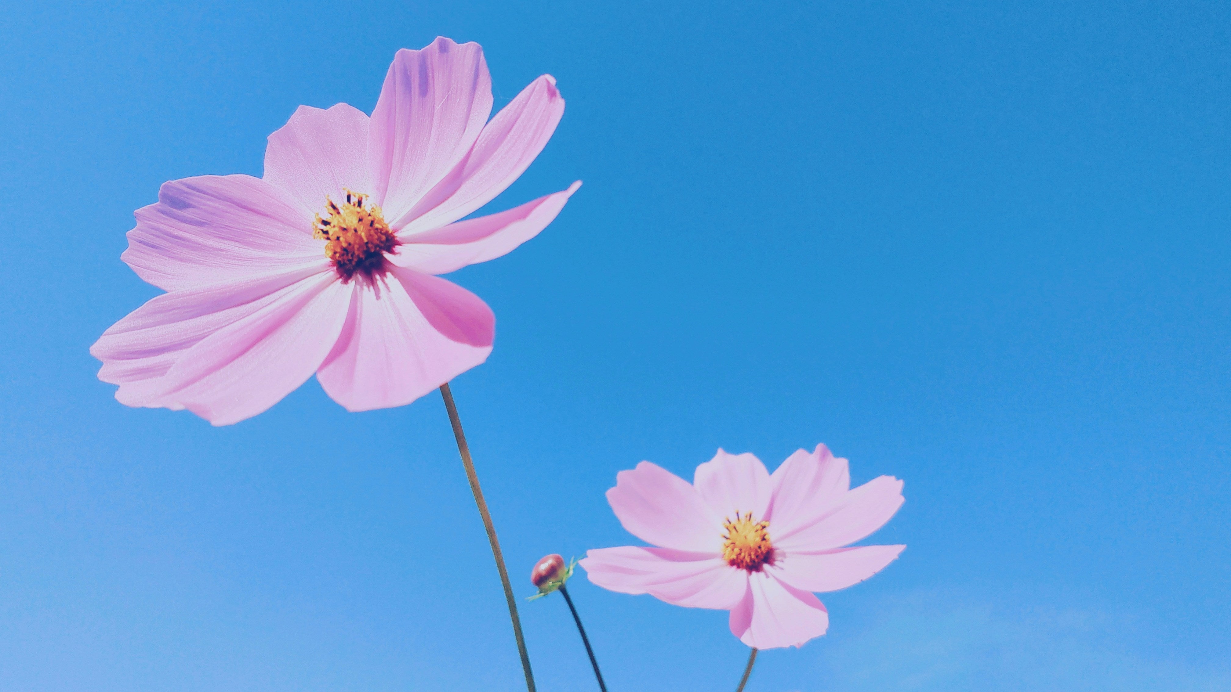 Blossom