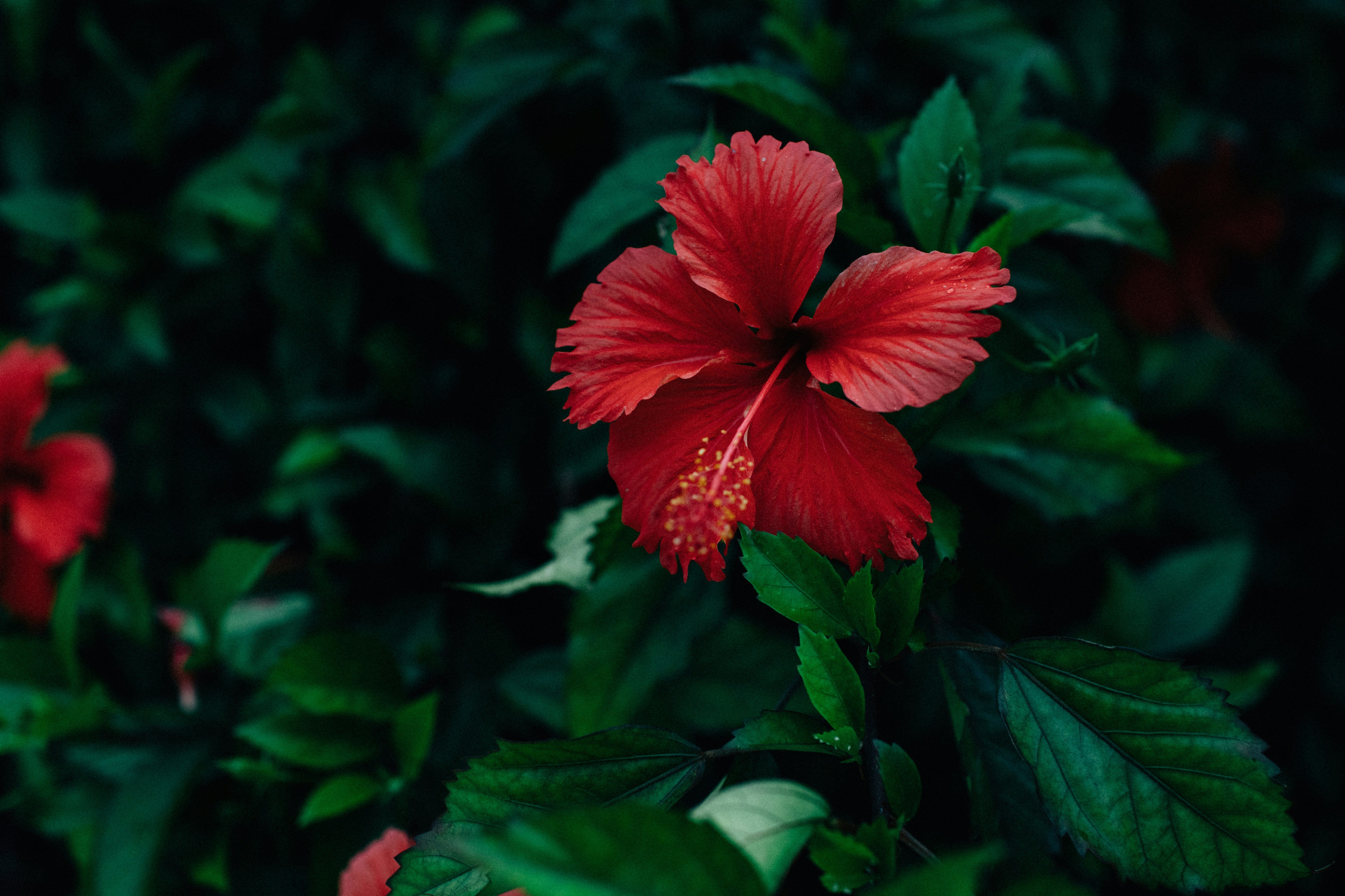 Rouge Berry
